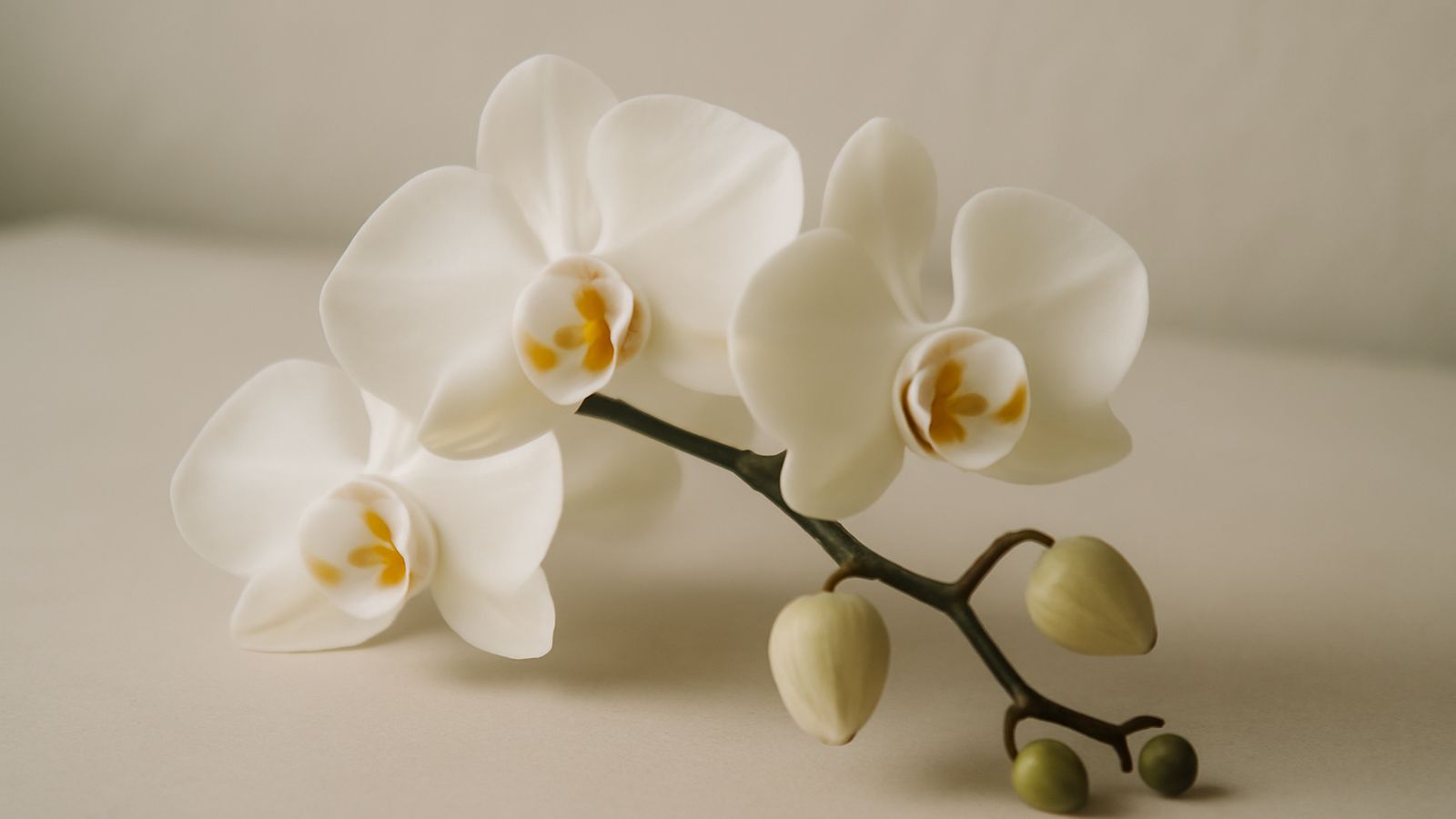 White orchid stems resting on a plain pale surface