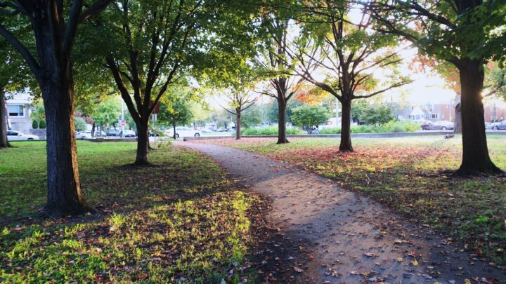Two paved paths diverging among trees in a park